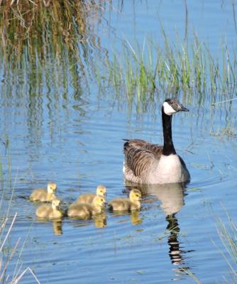 428 CANADA GOOSE AND GOSLINGS.jpg